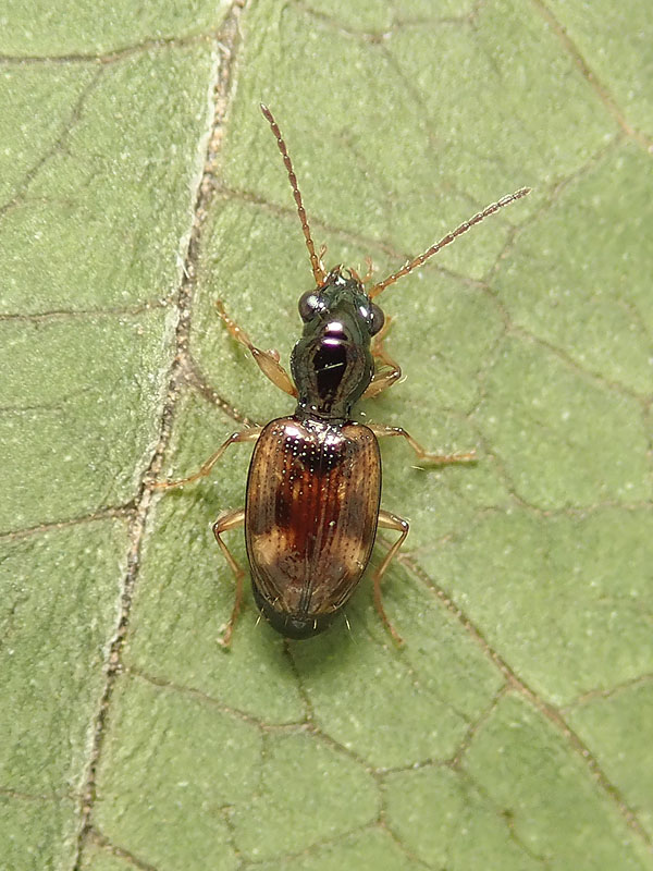 Carabidae: Bembidion quadrimaculatum ? no, Trepanes articulatus